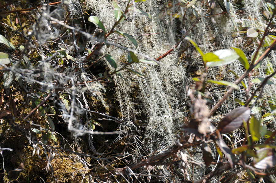 Usnea longissima Ach.